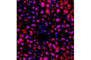 Immunofluorescence of paraffin embedded mouse liver using RBAK (ABIN7075383) at dilution of 1:400 (400x lens) (RBAK 抗体)