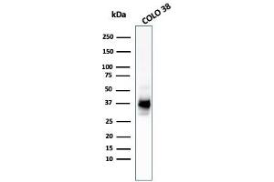 Western Blot Analysis of COLO-38 cell lysate using gp100 / Melanosome MAb (HMB45 + PMEL/783). (Melanoma gp100 抗体)