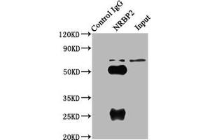 Immunoprecipitating NRBP2 in A549 whole cell lysate Lane 1: Rabbit control IgG (1 μg) instead of ABIN7161918 in A549 whole cell lysate.