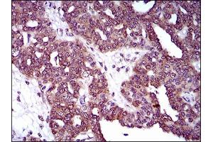 Immunohistochemistry (IHC) image for anti-Dynamin 1-Like (DNM1L) (AA 69-213) antibody (ABIN1724863)