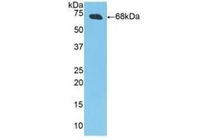 Detection of Recombinant CKM, Porcine using Polyclonal Antibody to Creatine Kinase, Muscle (CKM) (CKM 抗体  (AA 11-367))