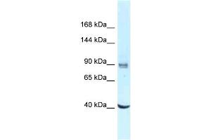 WB Suggested Anti-DDX23 Antibody Titration: 1. (DDX23 抗体  (C-Term))