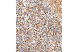 Immunohistochemical analysis of paraffin-embedded Human cerebellum tissue using (ABIN6242238 and ABIN6577695) performed on the Leica® BOND RXm. (CD56 抗体  (C-Term))