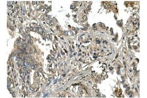 IHC analysis of Mesp2 using anti-Mesp2 antibody (ABIN7599353). (Mesp2 抗体  (AA 1-397))