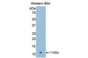 Western Blotting (WB) image for anti-Nucleophosmin (Nucleolar phosphoprotein B23, Numatrin) (NPM1) (AA 212-292) antibody (ABIN1860042) (NPM1 抗体  (AA 212-292))