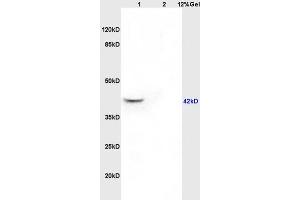 anti-Guanine Nucleotide Binding Protein (G Protein), Q Polypeptide (GNAQ) (AA 51-150) antibody