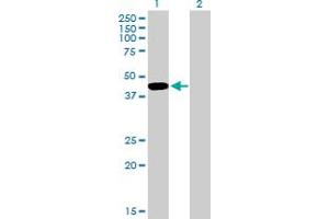 Western Blot analysis of TCEA3 expression in transfected 293T cell line by TCEA3 MaxPab polyclonal antibody. (TCEA3 抗体  (AA 1-348))