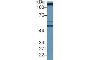 Western Blotting (WB) image for anti-Solute Carrier Family 3 (Activators of Dibasic and Neutral Amino Acid Transport), Member 2 (SLC3A2) (AA 213-349) antibody (ABIN7435781)