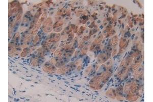 Detection of GIF in Mouse Stomach Tissue using Polyclonal Antibody to Gastric Intrinsic Factor (GIF) (Intrinsic Factor 抗体  (AA 31-288))