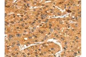 Immunohistochemistry (IHC) image for anti-Solute Carrier Family 24 (Sodium/potassium/calcium Exchanger), Member 4 (Slc24a4) antibody (ABIN7192437)