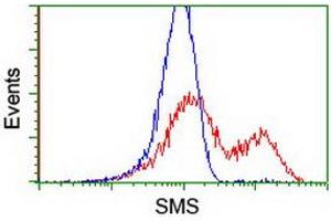 Image no. 2 for anti-Spermine Synthase, SMS (SMS) antibody (ABIN1501098) (SMS 抗体)
