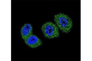 Confocal immunofluorescent analysis of FOXO3 antibody with MCF-7 cells followed by Alexa Fluor 488-conjugated goat anti-rabbit lgG (green). (FOXO3 抗体  (AA 224-253))
