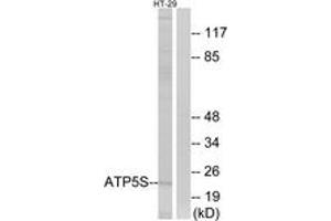 Western blot analysis of extracts from HT-29 cells, using ATP5S Antibody. (ATP5S 抗体  (AA 21-70))