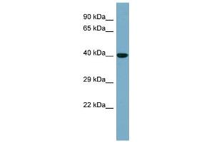 WB Suggested Anti-KCTD16 Antibody Titration: 0. (KCTD16 抗体  (N-Term))