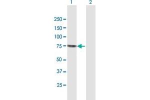 Western Blot analysis of SENP2 expression in transfected 293T cell line by SENP2 MaxPab polyclonal antibody. (SENP2 抗体  (AA 1-589))