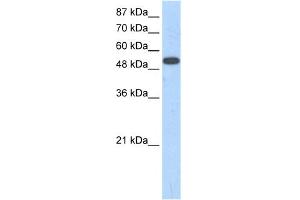 WB Suggested Anti-ZNF416 Antibody Titration:  1. (ZNF416 抗体  (N-Term))