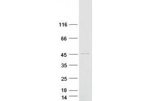Western Blotting (WB) image for Mitochondrial Ribosomal Protein S22 (MRPS22) protein (Myc-DYKDDDDK Tag) (ABIN2726383)