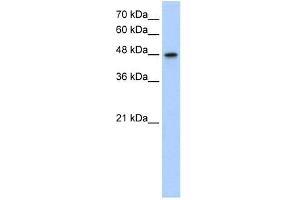 Western Blot showing MAT1A antibody used at a concentration of 1.