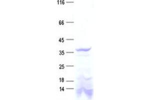 Validation with Western Blot (DTWD1 Protein (His tag))