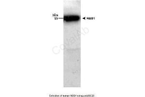 Image no. 1 for anti-NLR Family, Pyrin Domain Containing 2 (NLRP2) antibody (ABIN363311) (NLRP2 抗体)