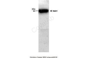 Image no. 1 for anti-NLR Family, Pyrin Domain Containing 2 (NLRP2) antibody (ABIN363311) (NLRP2 抗体)
