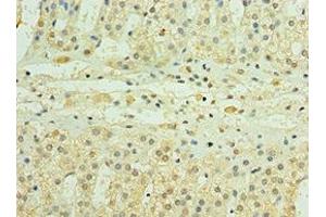 Immunohistochemistry of paraffin-embedded human adrenal gland tissue using ABIN7163625 at dilution of 1:100 (PDGFD 抗体  (AA 191-370))