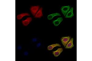 ABIN7094075 and ABIN7098119 staining Hela cells by IF/ICC.