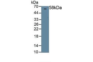 Detection of Recombinant PEDF, Rat using Polyclonal Antibody to Pigment Epithelium Derived Factor (PEDF) (PEDF 抗体  (AA 20-418))