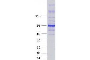 Validation with Western Blot (HEPACAM Protein (Myc-DYKDDDDK Tag))