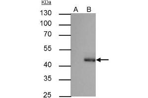 IP Image C/EBP alpha antibody immunoprecipitates C/EBP alpha protein in IP experiments. (CEBPA 抗体  (N-Term))