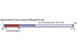 Image no. 3 for anti-Plakophilin 2 (PKP2) (AA 19-183) antibody (ABIN968178) (Plakophilin 2 抗体  (AA 19-183))
