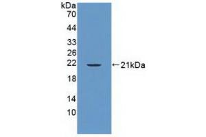 Western blot analysis of recombinant Human PTPN13. (PTPN13 抗体  (AA 1-161))