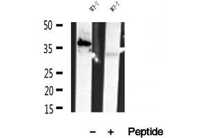 Western blot analysis of extracts of MCF-7 cells, using PRKCDBP antibody.