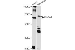 Western blot analysis of extracts of various cell lines, using CNGA4 antibody (ABIN6291315) at 1:1000 dilution. (CNGA4 抗体)