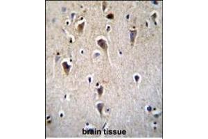 CRFR2D Antibody (ABIN655259 and ABIN2837856) immunohistochemistry analysis in formalin fixed and paraffin embedded human brain tissue followed by peroxidase conjugation of the secondary antibody and DAB staining. (CRFR2D 抗体)