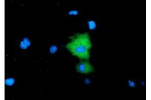 Immunofluorescence (IF) image for anti-alpha-Fetoprotein (AFP) antibody (ABIN1496488) (alpha Fetoprotein 抗体)