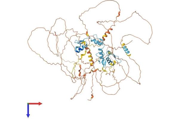 ATM Interactor Protein (ATMIN) (AA 1-823) (His tag)