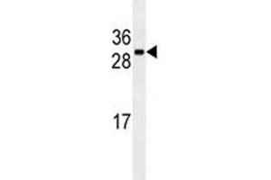 CDCA8 antibody western blot analysis in U251 lysate (CDCA8 抗体)