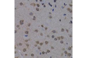 Immunohistochemistry of paraffin-embedded mouse brain using POLR2L antibody (ABIN3023303, ABIN3023304, ABIN3023305 and ABIN6219564) at dilution of 1:200 (40x lens). (POLR2L 抗体  (AA 1-67))