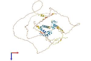 INSM2 Protein (AA 1-566) (His tag)
