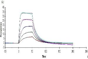 Surface Plasmon Resonance (SPR) image for Interleukin 2 Receptor, alpha (IL2RA) (AA 22-213) protein (His-Avi Tag) (ABIN7274199)