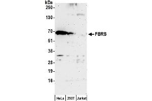 anti-Fibrosin (FBS) (AA 1-50) antibody