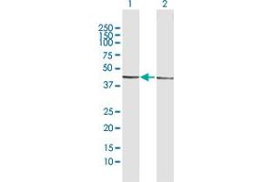 Western Blot analysis of ESRRA expression in transfected 293T cell line by ESRRA MaxPab polyclonal antibody.