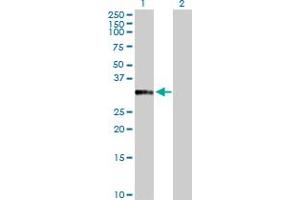 Western Blot analysis of ANXA10 expression in transfected 293T cell line by ANXA10 MaxPab polyclonal antibody. (Annexin a10 抗体  (AA 1-324))