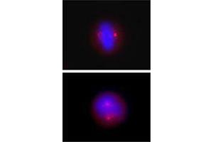Immunofluorescence (IF) image for anti-Tubulin, gamma (TUBG) antibody (ABIN2666377) (gamma Tubulin 抗体)