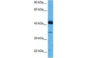 Host:  Rabbit  Target Name:  MYPOP  Sample Tissue:  Human THP-1 Whole Cell lysates  Antibody Dilution:  1ug/ml (Myb-Related Transcription Factor, Partner of Profilin (MYPOP) (C-Term) 抗体)