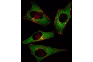 Fluorescent image of Hela cell stained with PI3KCD Antibody (N-term) (ABIN392564 and ABIN2842107). (PIK3CD 抗体  (N-Term))