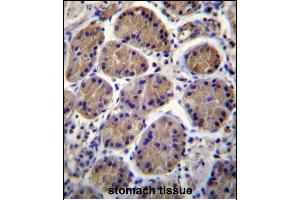 S3TC1 Antibody (C-term) (ABIN656513 and ABIN2845784) immunohistochemistry analysis in formalin fixed and paraffin embedded human stomach tissue followed by peroxidase conjugation of the secondary antibody and DAB staining. (SH3TC1 抗体  (C-Term))