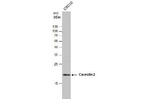 WB Image Caveolin 2 antibody detects Caveolin 2 protein by western blot analysis. (Caveolin 2 抗体  (N-Term))
