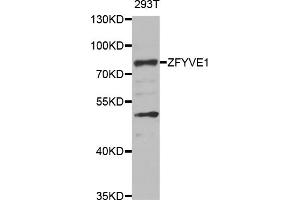 Western blot analysis of extracts of 293T cells, using ZFYVE1 antibody (ABIN5975594) at 1/1000 dilution. (ZFYVE1 抗体)